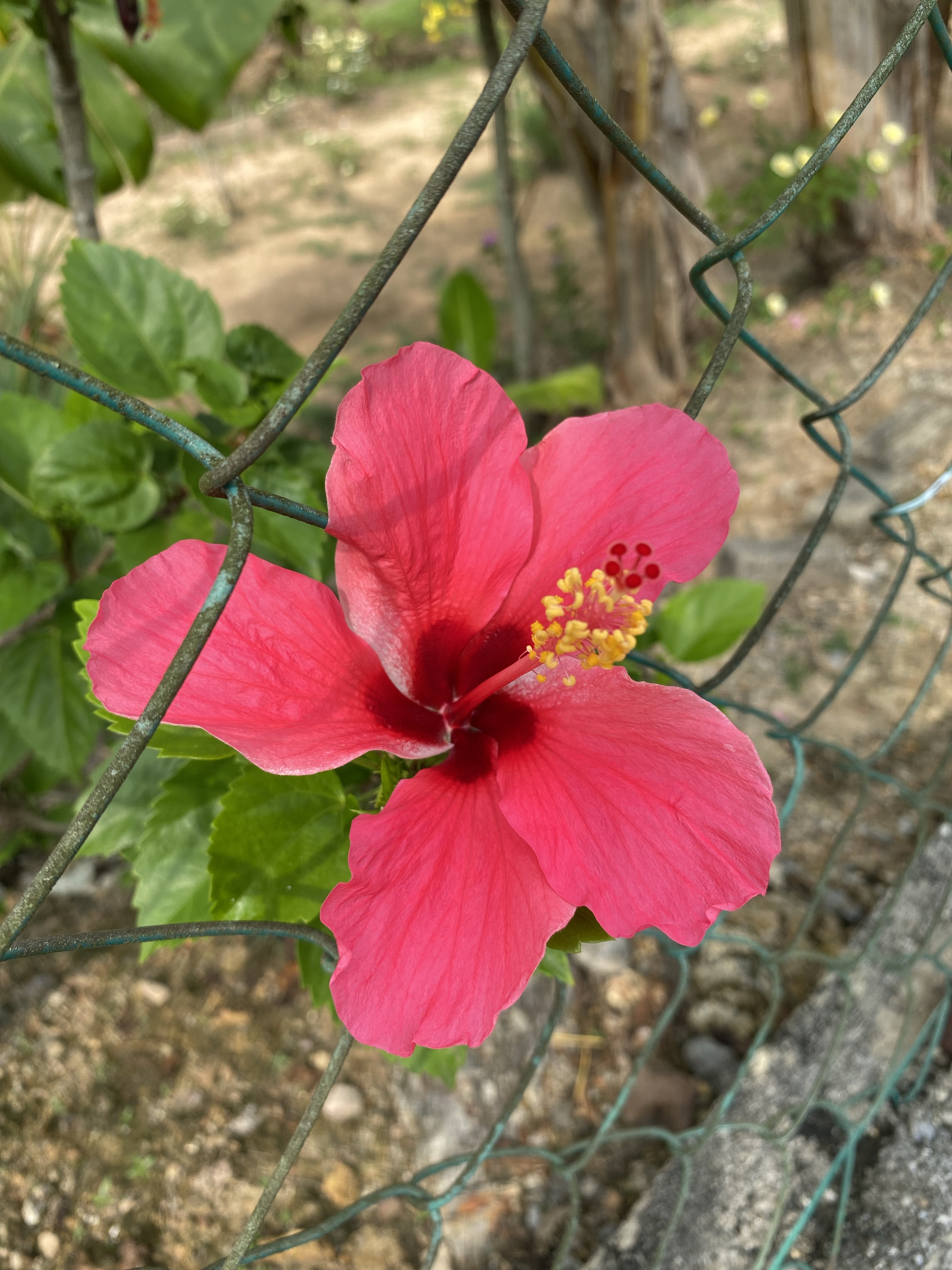 Beraya di Kedah 1444H